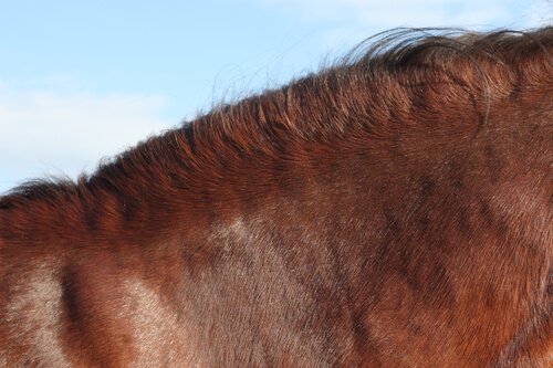 Fem råd til at bekæmpe hudproblemer hos heste