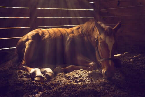 Der er flere typer almindelige hudproblemer hos heste, hvilket illustreres af hest i boks