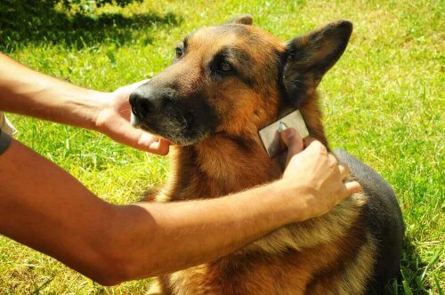 En hund bliver børstet som en del af pleje af store hunderacer