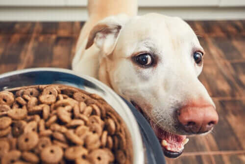 Hund med madskål illustrerer ernæring til hunde