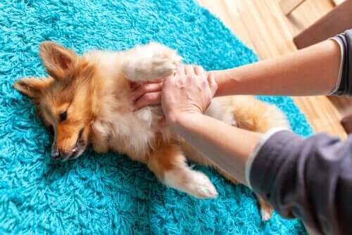 Hund får massage for at undgå gængse lidelser hos ældre hunde