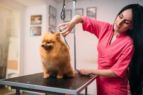 Kvinde, der ønsker at blive hundefrisør, klipper en hund