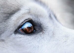 Behandling af vorter omkring en hunds øje