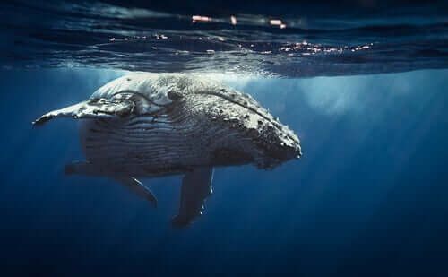 En hval viser, hvordan pattedyr sover i havet