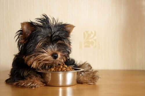 En lille hund spiser af madskål