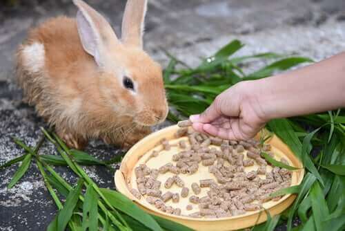 En kanin har diarré og får særligt foder