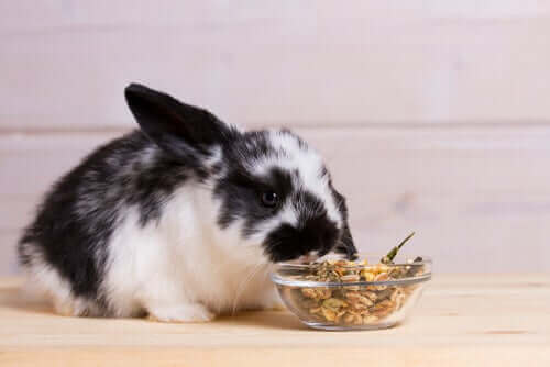 Spisende kanin illustrerer kaniners kost