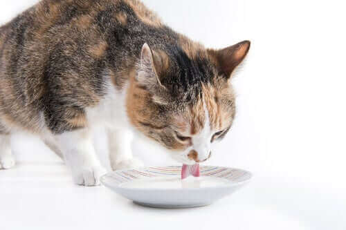 Kat drikker mælk af tallerken