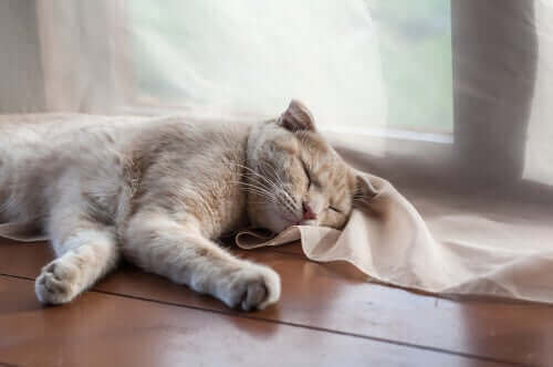 kat, der sover på trægulv