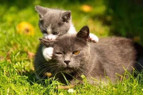 Kat og killing i have viser, at man nogle gange skal flytte et kuld killinger