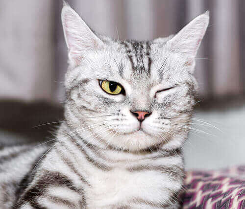 Kat med et lukket øje illustrerer øjenproblemer hos katte