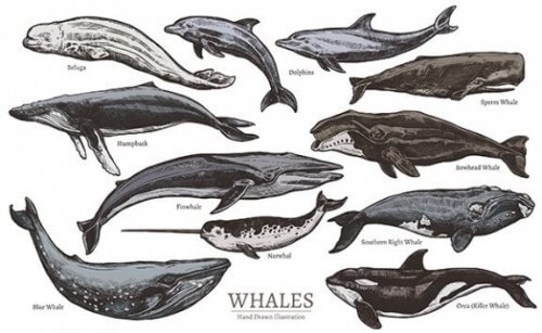 Hvalarter, cetacea, og deres klassifikation