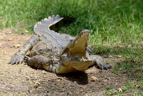 Krokodille ligger med åben mund