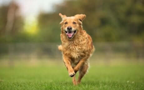 En hund, der løber rundt, nyder resultatet af osteopati til dyr