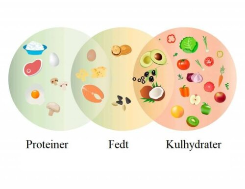 Proteiner, fedt og kulhydrater