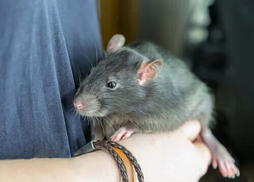 Kunne du tænke dig at have en rotte som kæledyr?