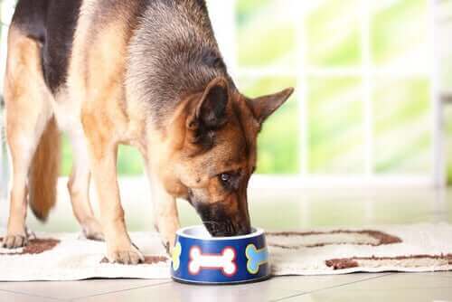 Schæferhund spiser af madskål