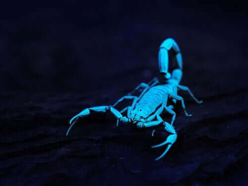 Af ukendte årsager lyser skorpioner under ultraviolet lys. Det vil sige, at skorpionens skjold eller hud absorberer ultraviolet lys og reflekterer det som synligt lys for det menneskelige øje