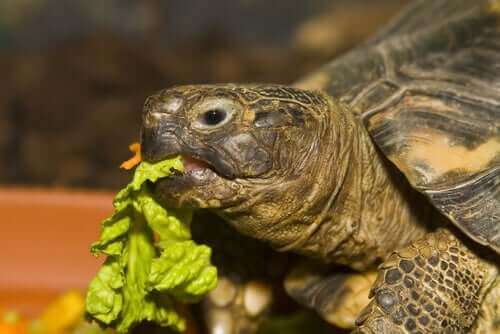 Skildpadde spiser et salatblad, da kost er en vigtig del af at passe en vandskildpadde