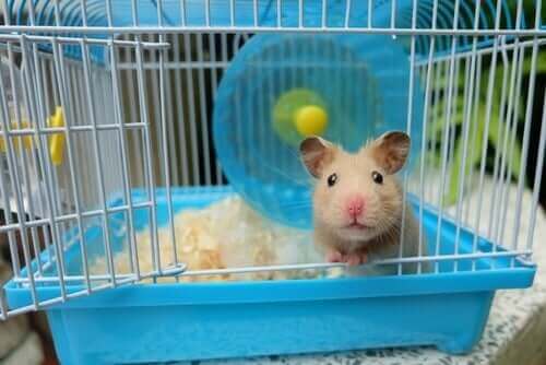 hamster kigger ud af sit bur