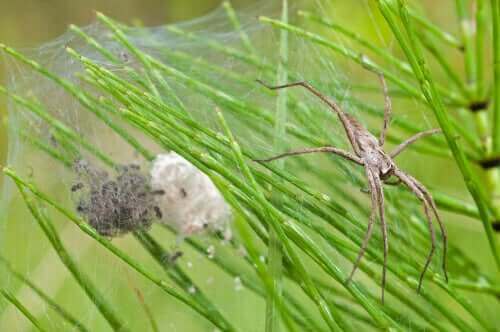 Den almindelige rovedderkop (Pisaura mirabilis) har en usædvanlig måde at spille død på, for at undgå at hunnen æder ham