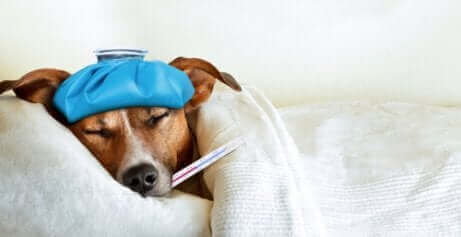 Hund med termometer i mund illustrerer hundesygdomme