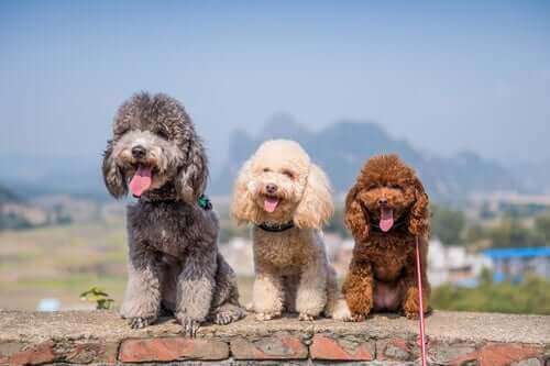 Tre hunde på stribe