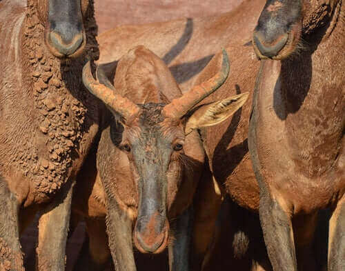 Antiloper på savanne