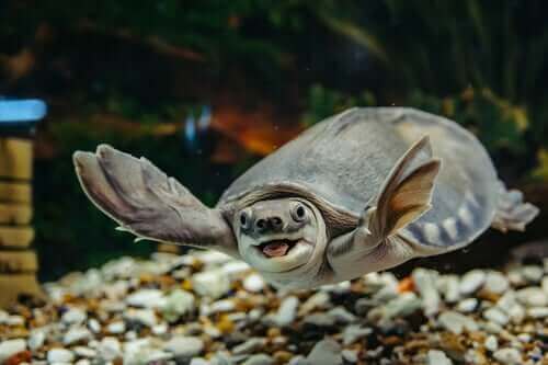 Sådan skal man passe en vandskildpadde