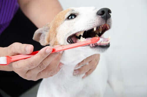 6 almindelige fejl, når man skal børste en hunds tænder