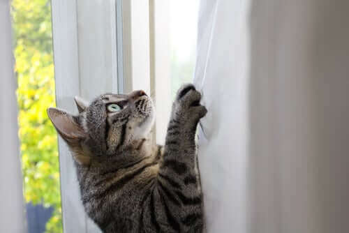 Hvad gør katte fleksible og adrætte?