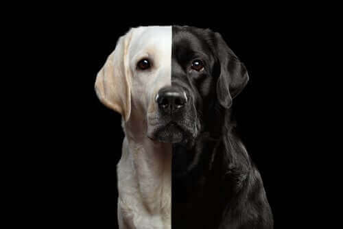Kloning af hunde - er det en lovlig forretning?