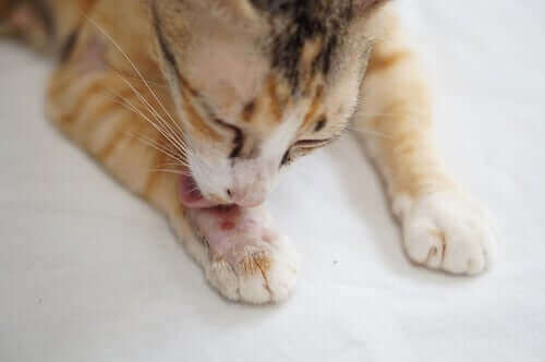 Sårskorper hos katte: Symptomer og behandling