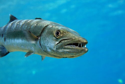 Barracuda: En aggressiv og uforudsigelig fisk
