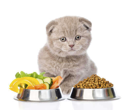 Du kan dele fødevarer med en kat