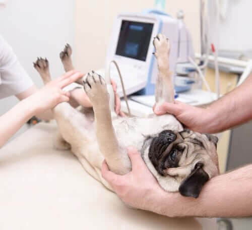 Gravid hund bliver scannet af dyrlægen for at undgå spontante aborter hos hunde