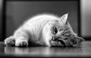 Leishmaniasis hos katte: Årsager og behandling