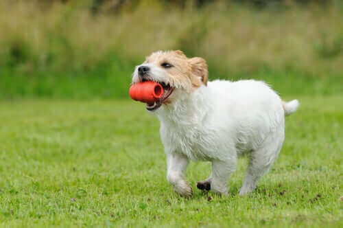 hund, der løber med legetøj i munden