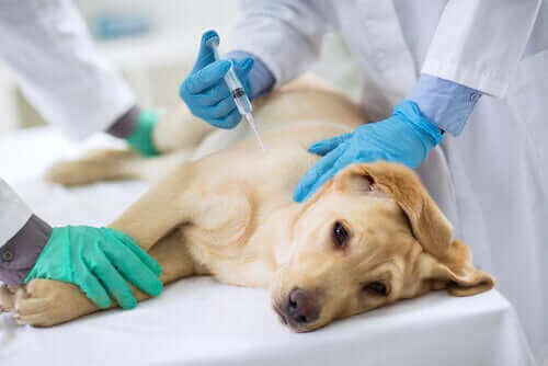 En hund, der modtager en injektion