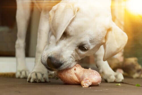 Hund spiser råt kyllingekød