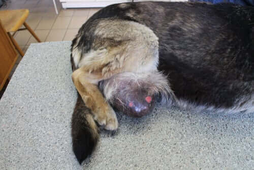hund med venerisk tumor