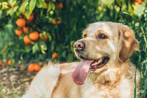 Hund under træ med appelsiner symboliserer vitamin C til hunde