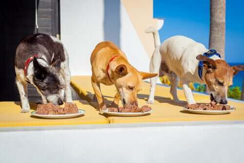 Tre hunde spiser af tallerkener
