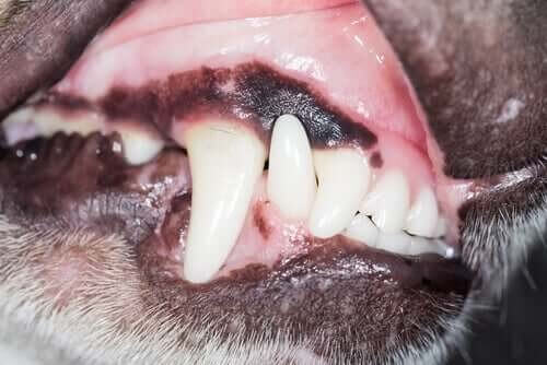 Et billede af en hunds tænder og tandkød