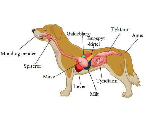 En hunds fordøjelsessystem