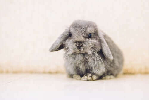 en kanin med hængende ører er eksempel på gode kaniner som kæledyr