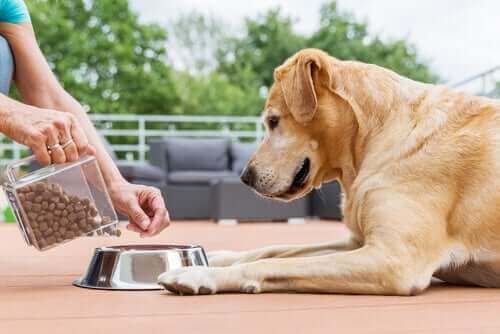Person giver hund foder i skål for at give den ideelle portionsstørrelse til en hund