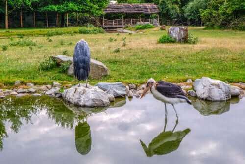 et par storke ved en sø
