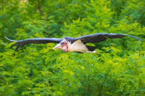 Marabustorken er en af de største fugle
