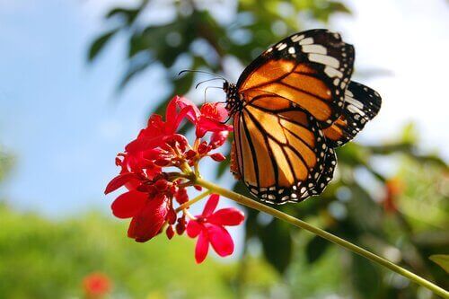 Monark sommerfuglen og dens utrolige rejse